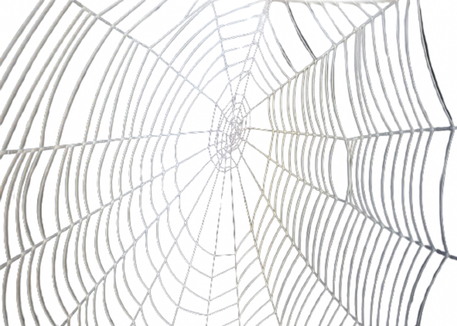 spinnennetz